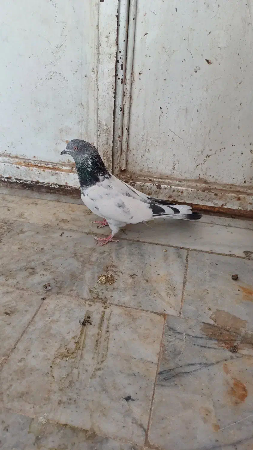 ۳تا پرشی|پرنده|جزنیک, |دیوار