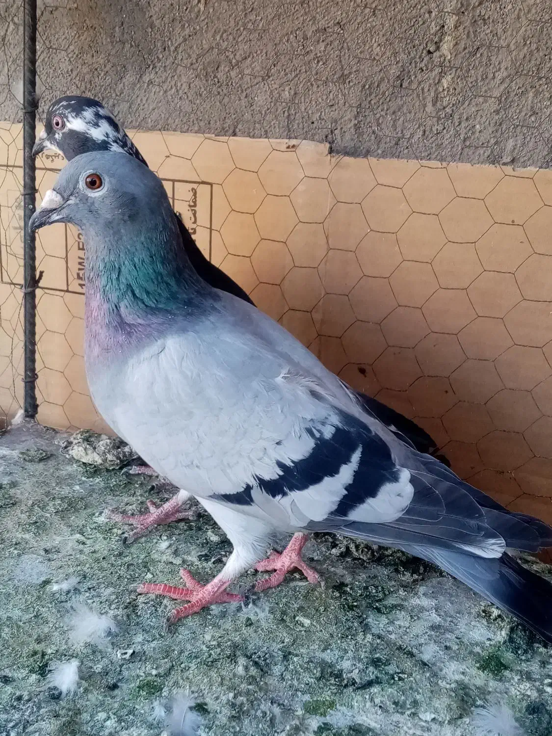 دانه 2500000|پرنده|تایباد, |دیوار