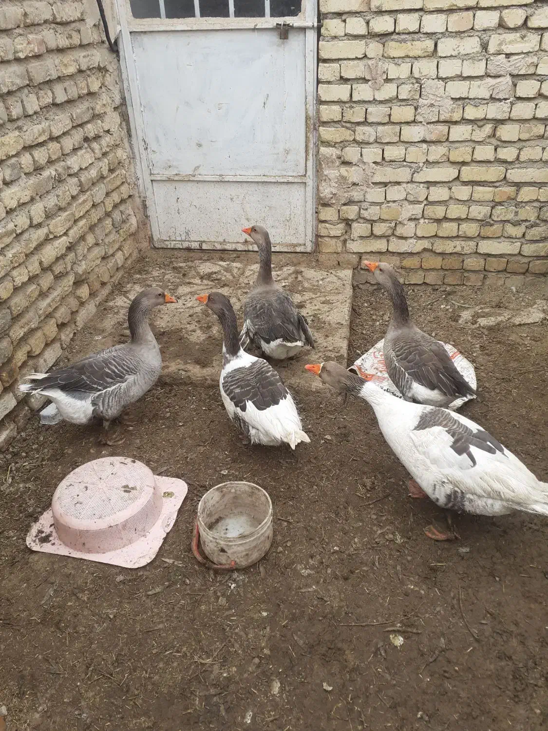 غاز نر ماده یک سال کمتر|حیوانات مزرعه|مبارکه, |دیوار