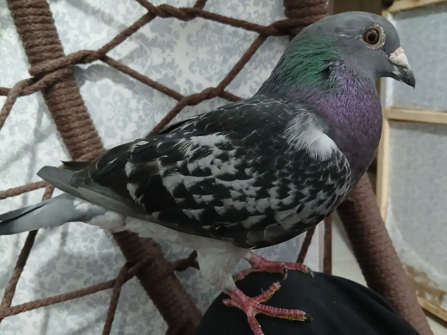 زرهی ی سر اردن|پرنده|شوشتر, |دیوار