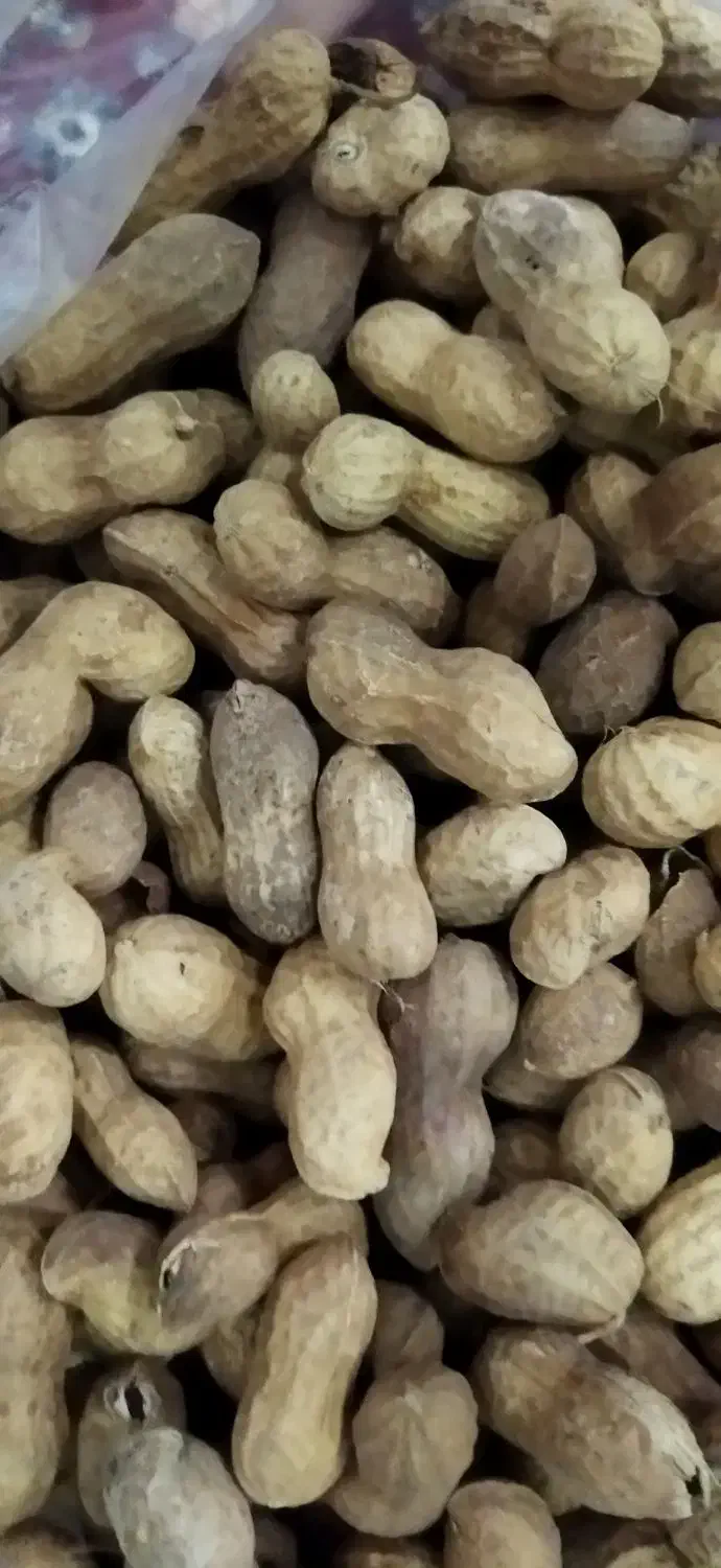 بادام زمینی مغان|خوردنی و آشامیدنی|ارومیه, |دیوار