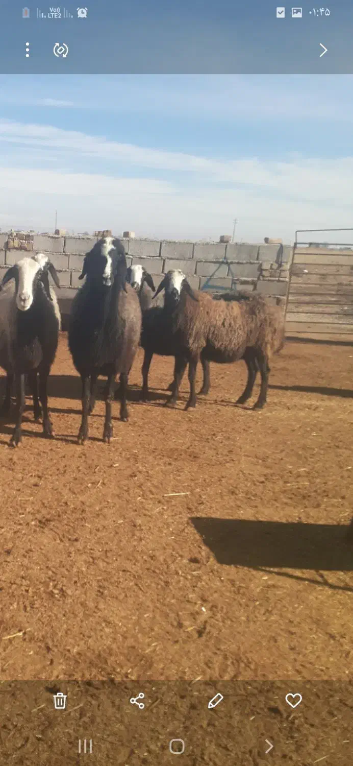 میش شال|حیوانات مزرعه|اسفرورین, |دیوار