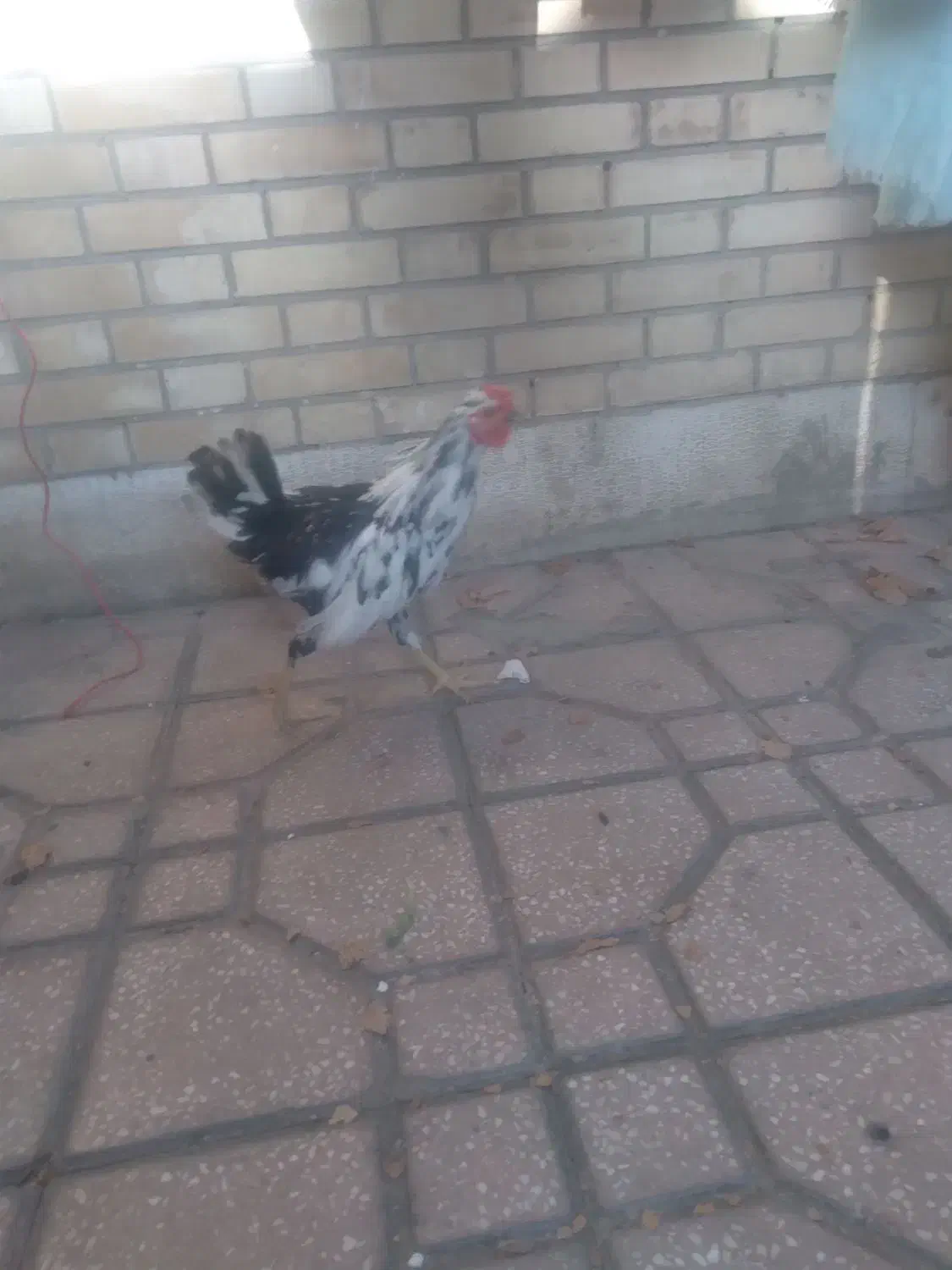 خروس گلین چهل تاج|حیوانات مزرعه|اسلام‌شهر, شهرک سعیدیه|دیوار