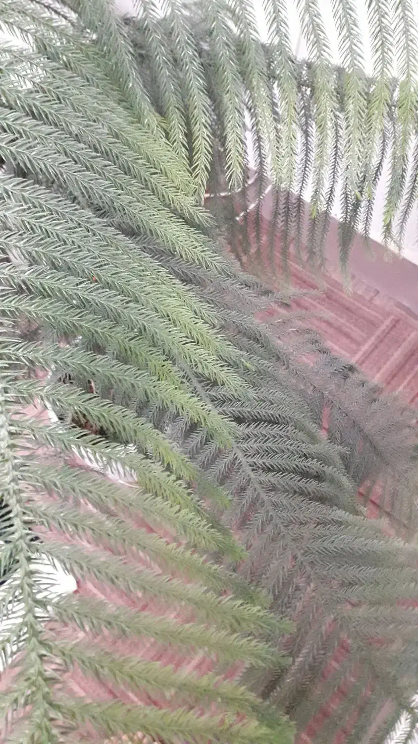 کاج طبیعی (کاج منطبق)|گل و گیاه طبیعی|خرمآباد, |دیوار