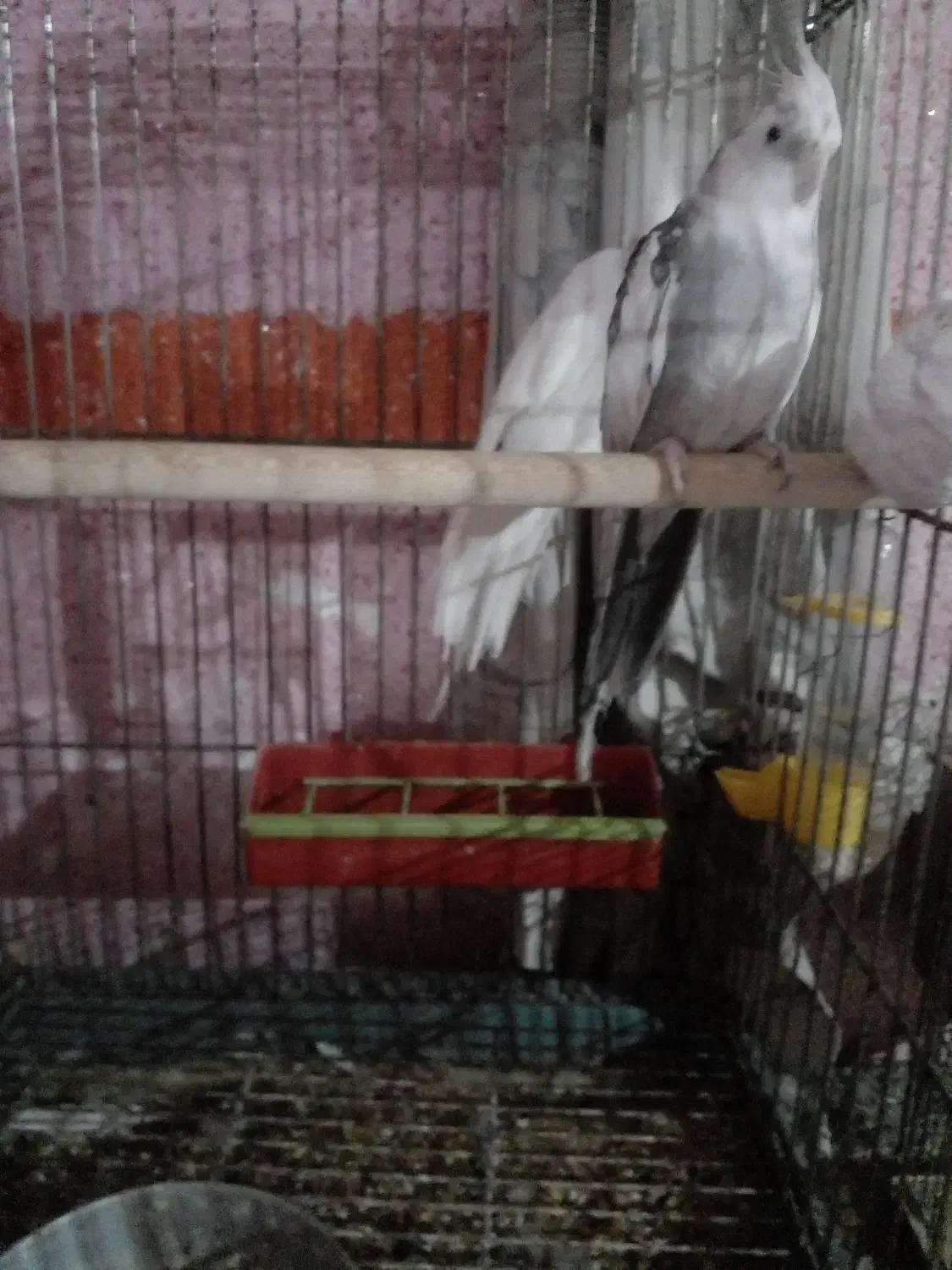 شادگان|پرنده|شادگان, |دیوار