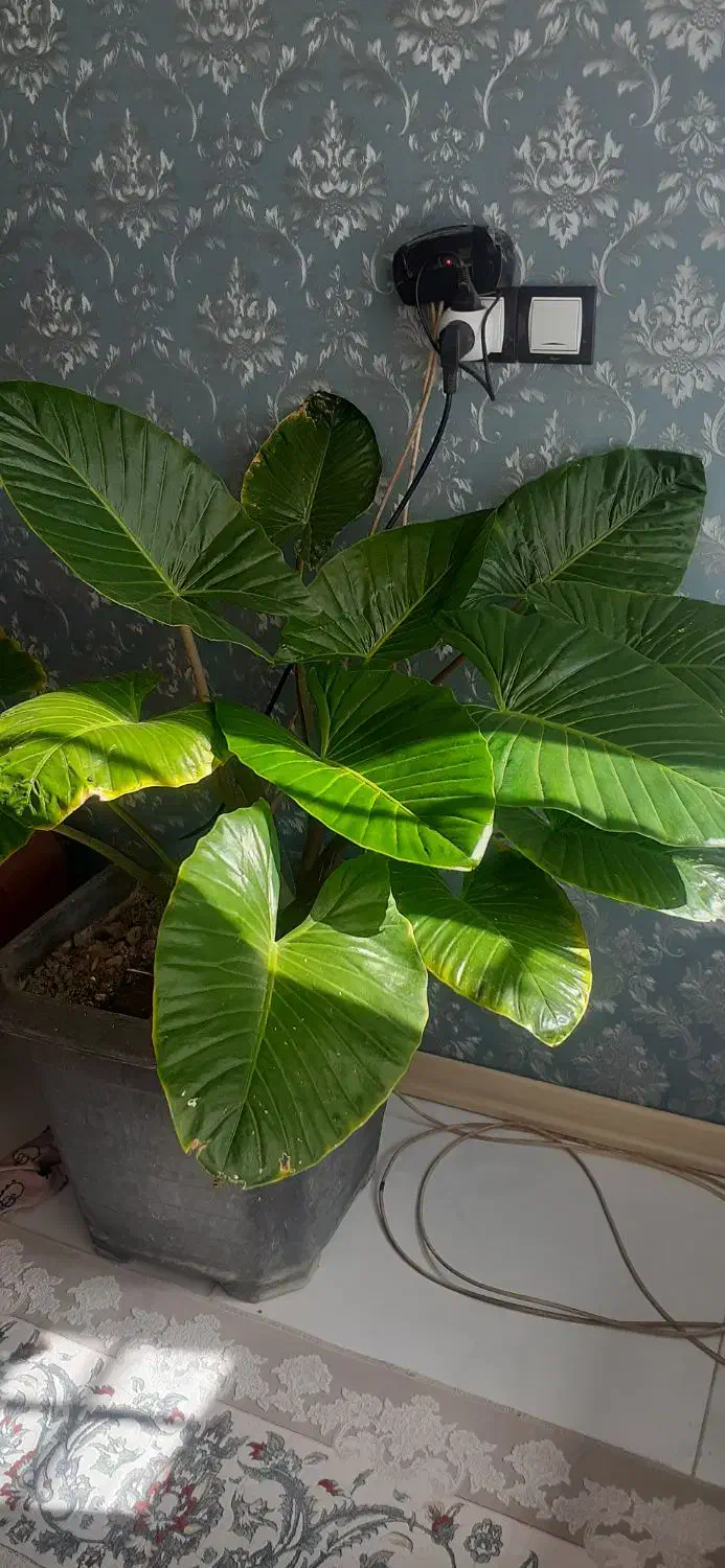 گل بابا ادم|گل و گیاه طبیعی|تربتحیدریه, شهرک ولیعصر|دیوار