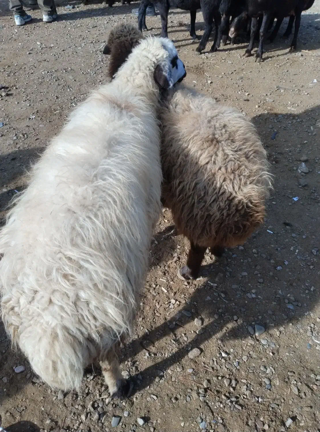 بره نر دشتی|حیوانات مزرعه|فیروزآباد (آذربایجان), |دیوار