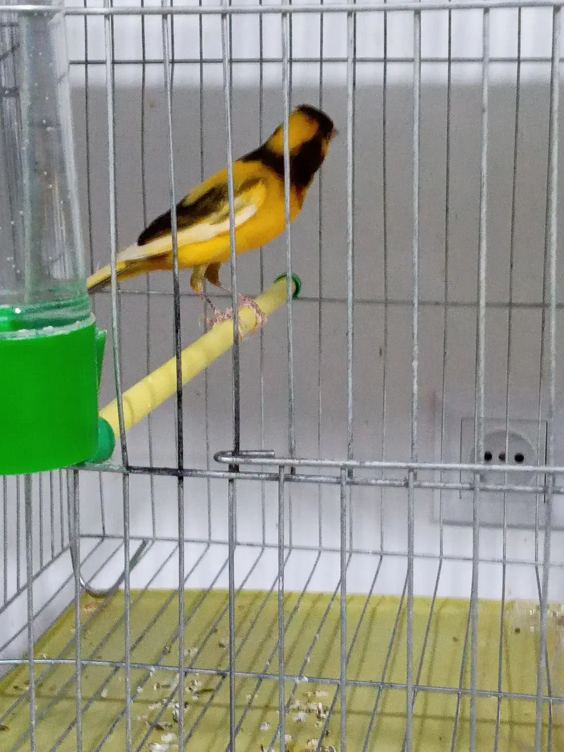 قناری های کشیده نرو ماده|پرنده|ابهر, |دیوار