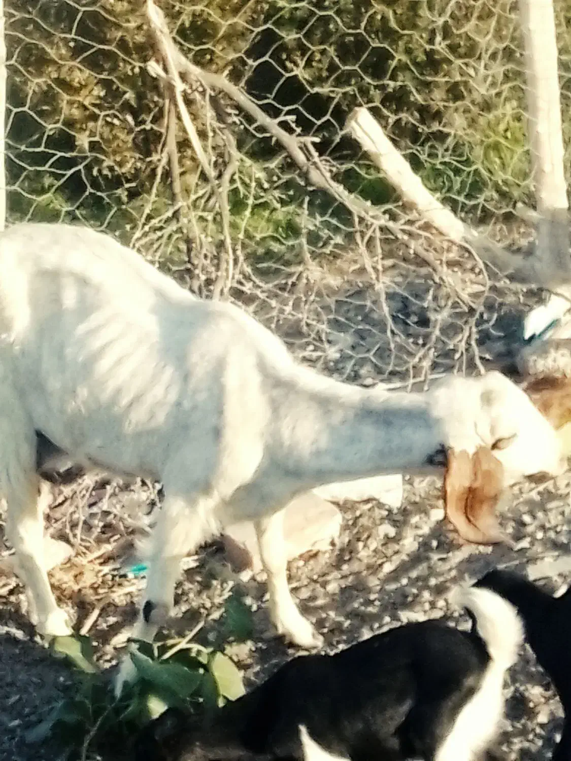 بز فروشی|حیوانات مزرعه|ایرانشهر, |دیوار