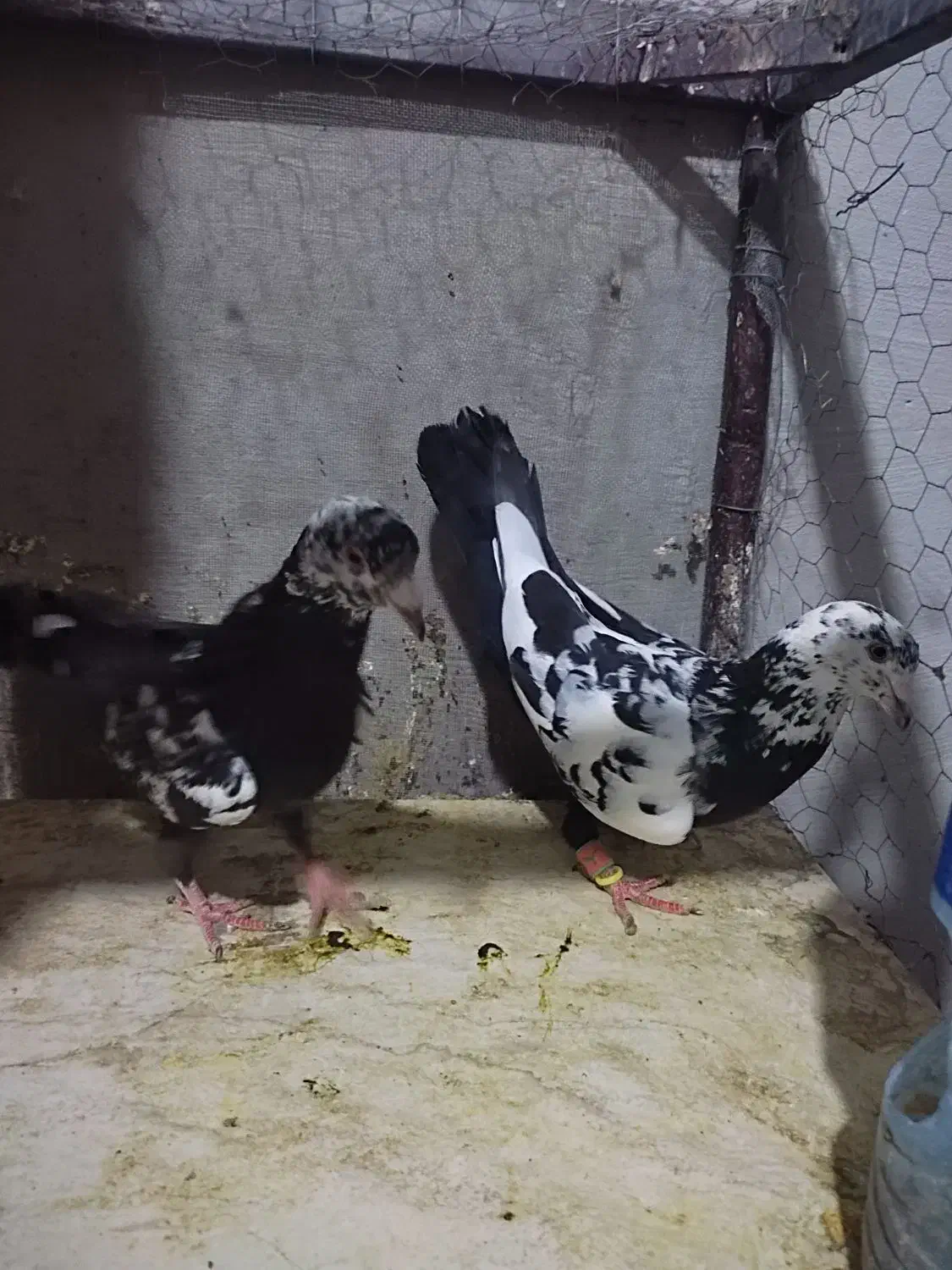 کبوتر سرخ و زرد ،سار ،سوسکی|پرنده|بیرجند, |دیوار