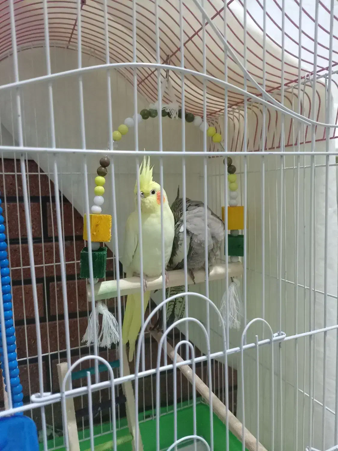 عروس هلندی2عدد|پرنده|مشگین شهر, |دیوار