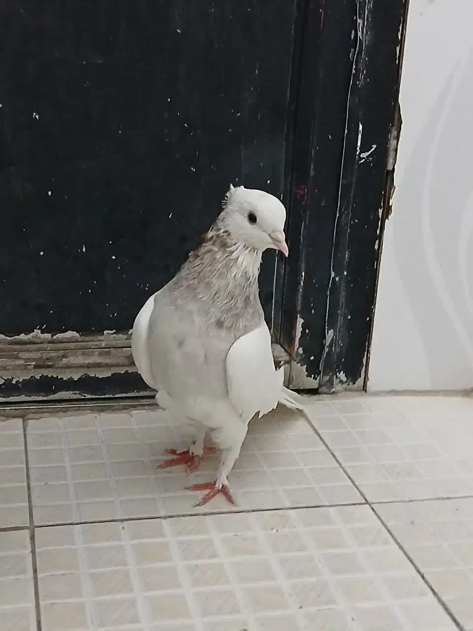 جفت طوقی هفت رنگ|پرنده|مشهد, سیلو|دیوار