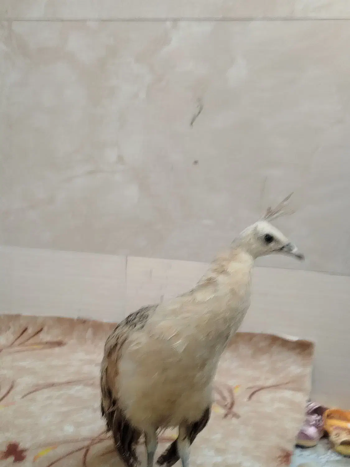 طاووس نژاد مصری|پرنده|کارون, |دیوار