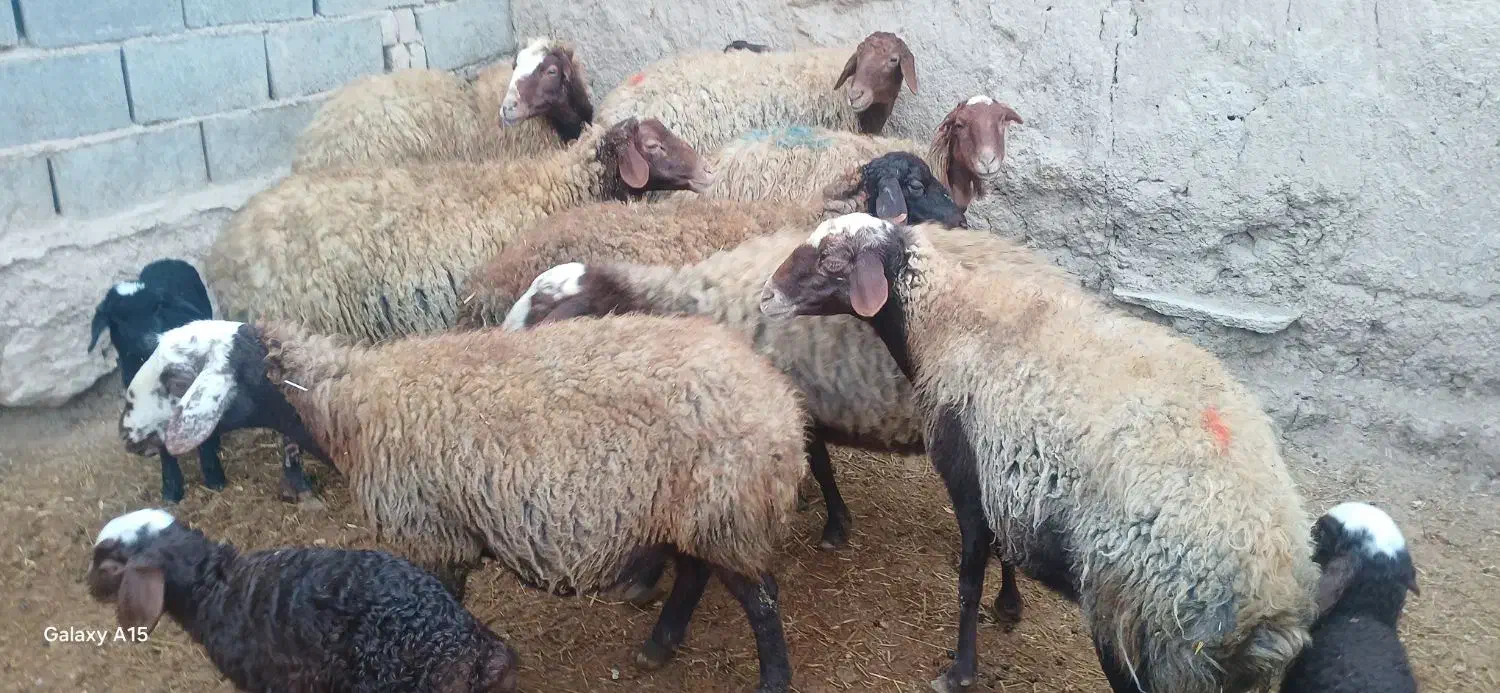 میش و بره|حیوانات مزرعه|اراک, |دیوار