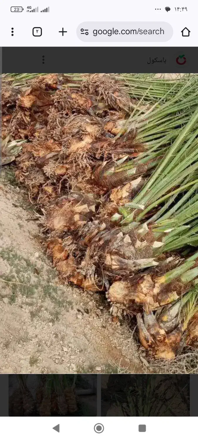 پاجوش نخل قصب|گل و گیاه طبیعی|فراشبند, |دیوار