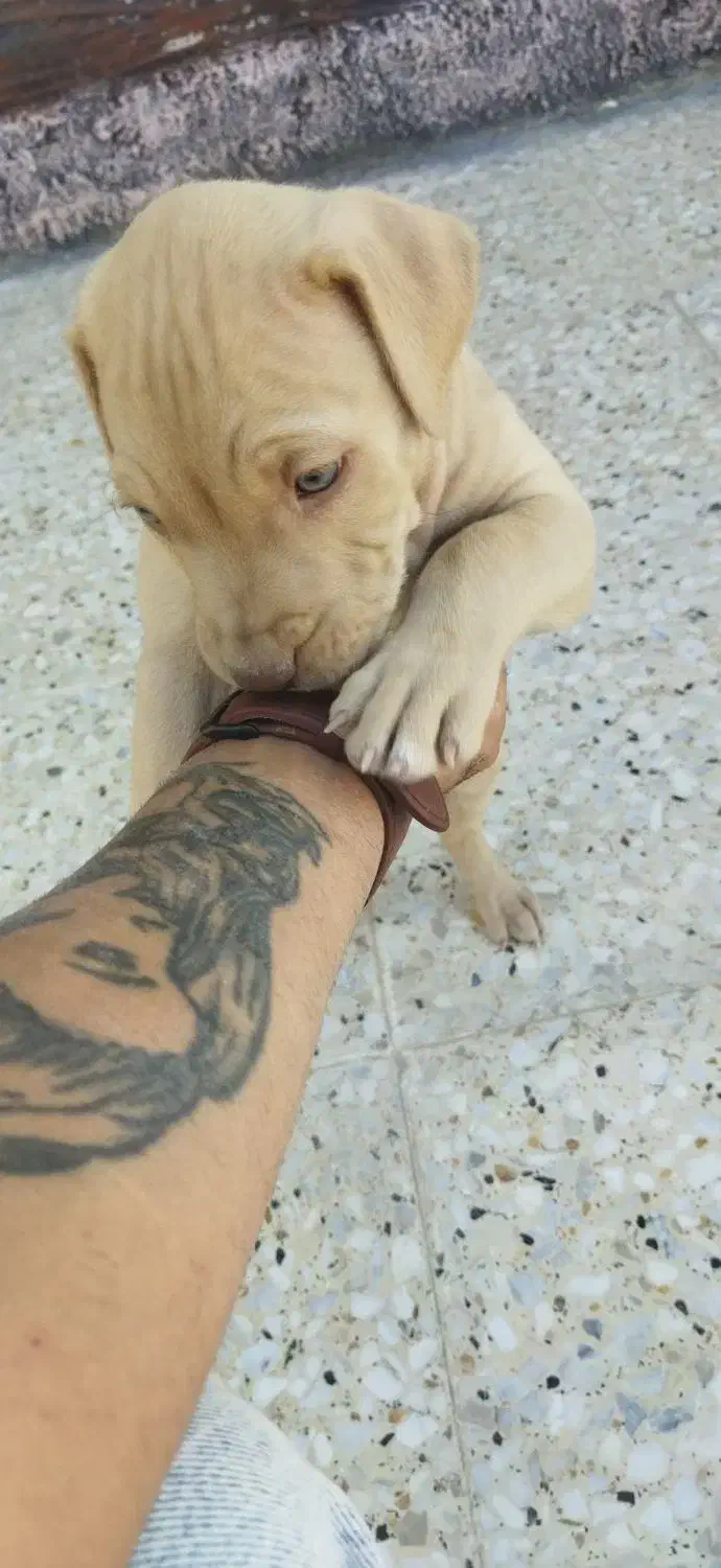 سگ پیتبول|سگ|شیراز, ستارخان|دیوار