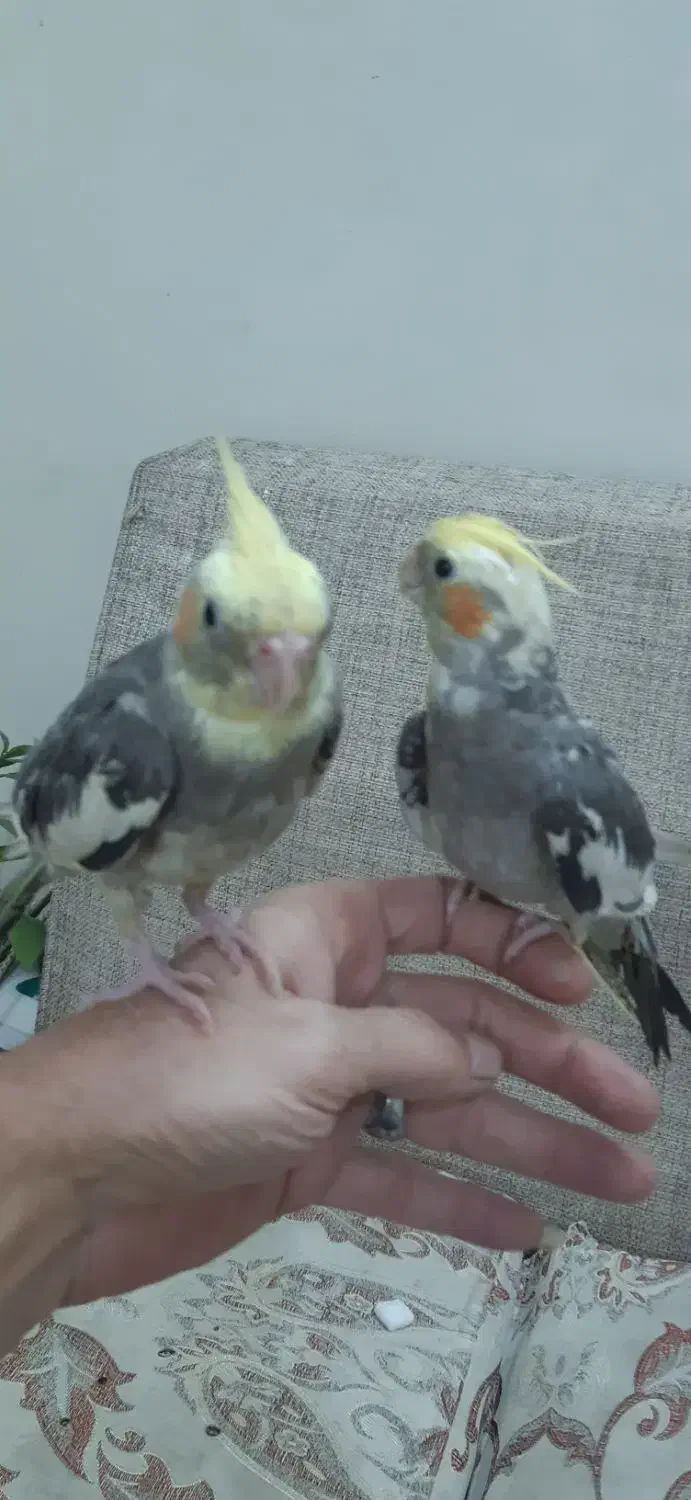 عروس هلندی|پرنده|رباط‌کریم, رباط‌کریم|دیوار