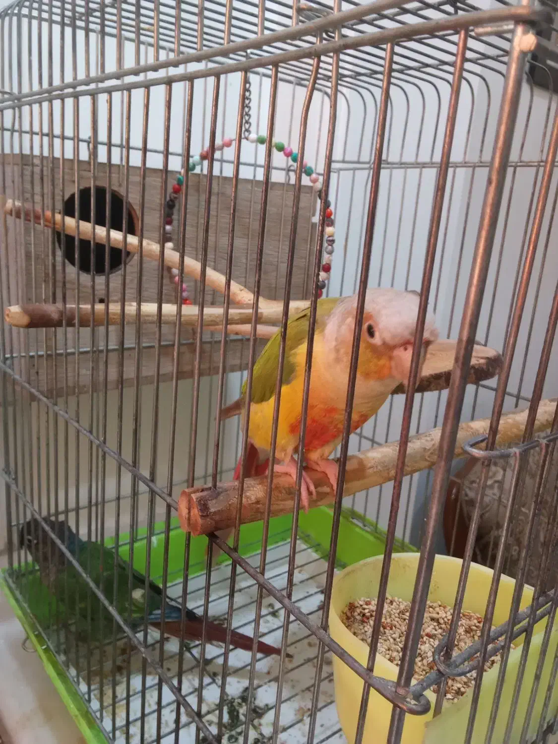 گیرینچیک|پرنده|تهران, تهرانپارس غربی|دیوار