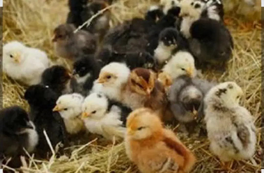 فروش مرغ جوجه وخروس|حیوانات مزرعه|جوانرود, |دیوار