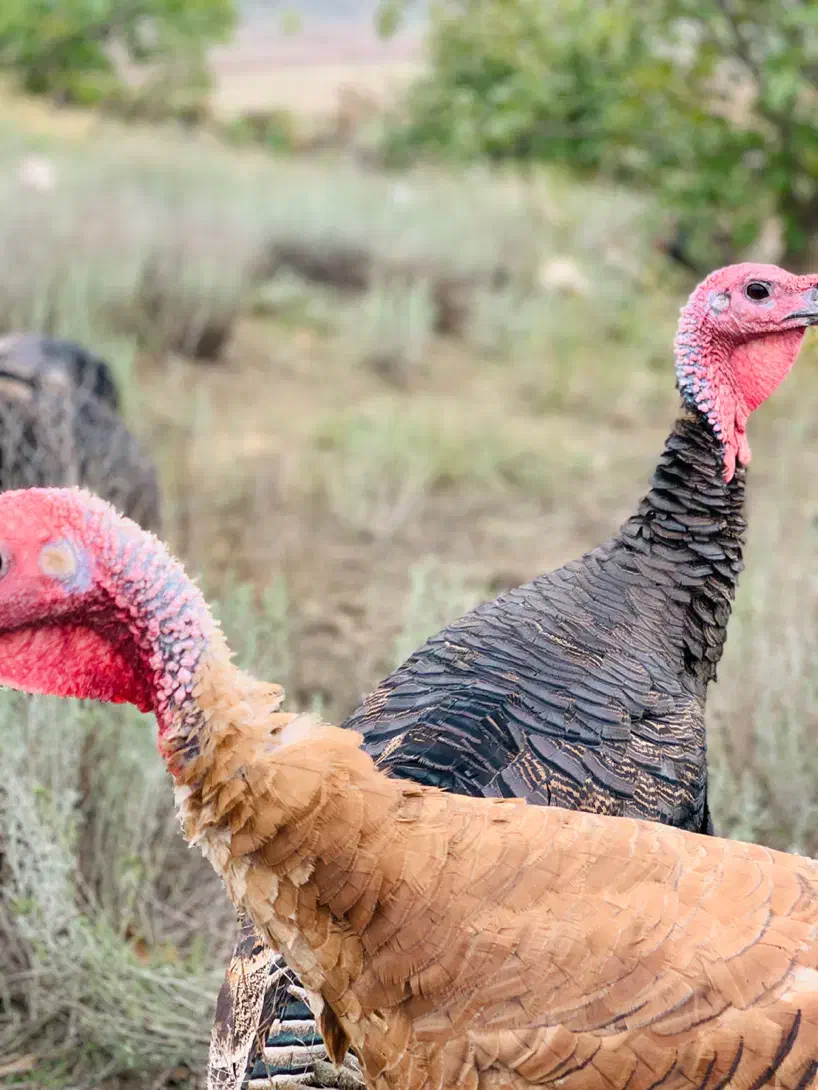 بوقلمون کاملا طبیعی|حیوانات مزرعه|انگوت, |دیوار