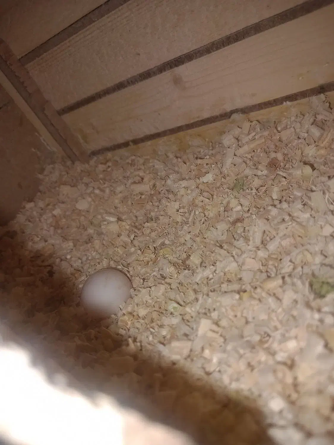 عروس هلندی نیمه اهلی ماده|پرنده|پیرانشهر, |دیوار