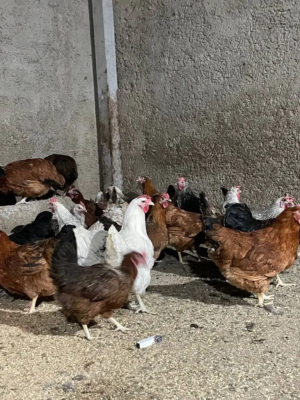 مرغ رسمی تخم گذار|حیوانات مزرعه|ری, صفاییه (چشمه علی)|دیوار