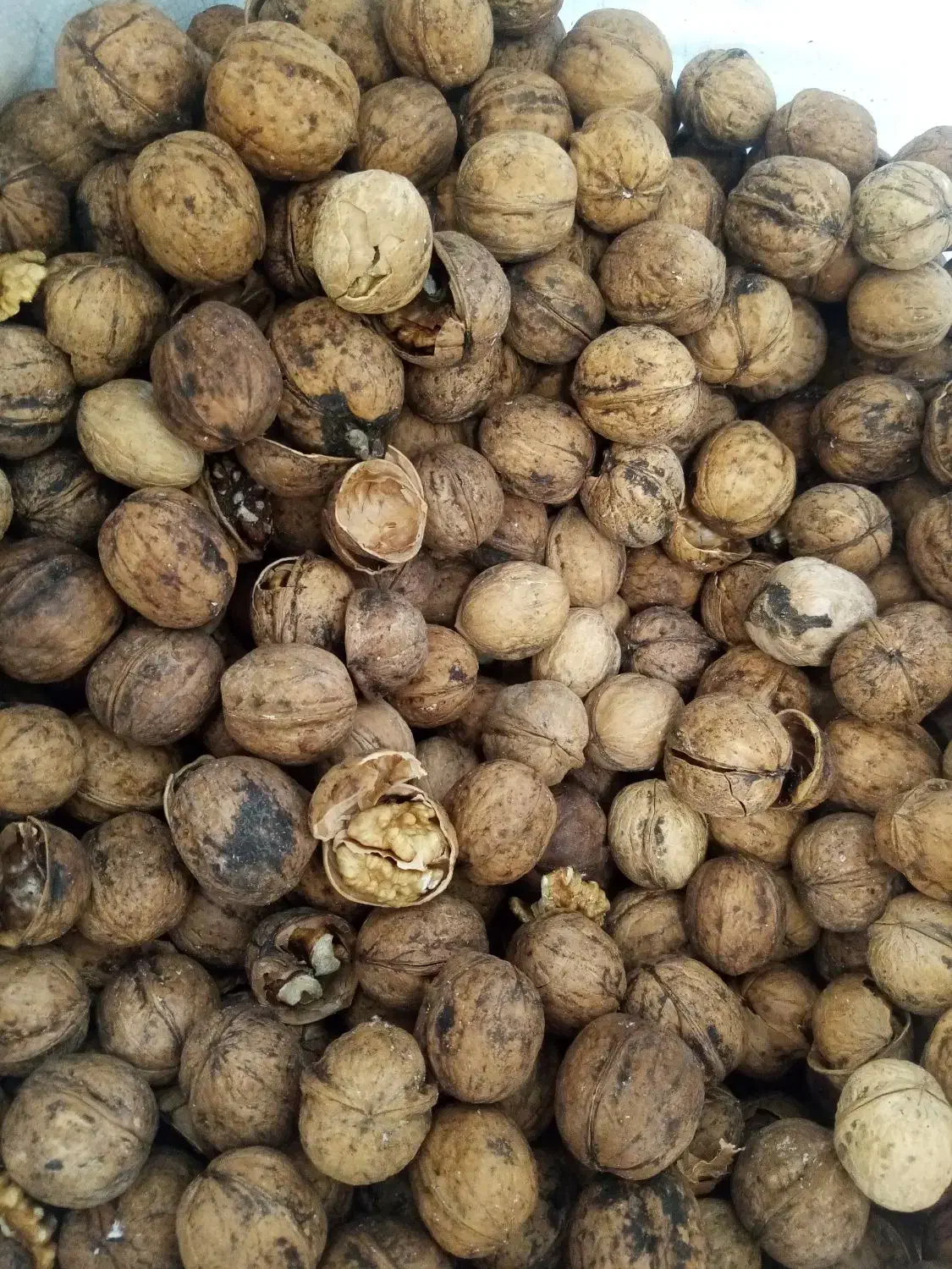 گردو پوست کاغذی|عمده‌فروشی|مشهد, کارمندان دوم|دیوار