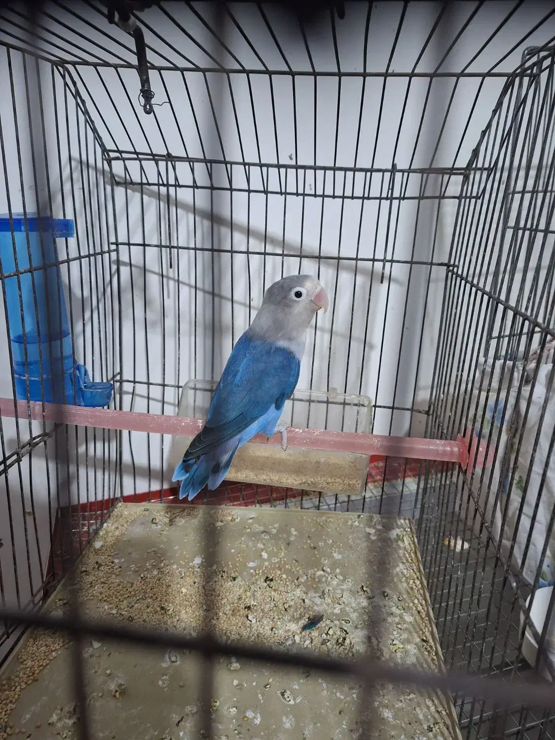 کوتوله برزیلی|پرنده|دزفول, |دیوار