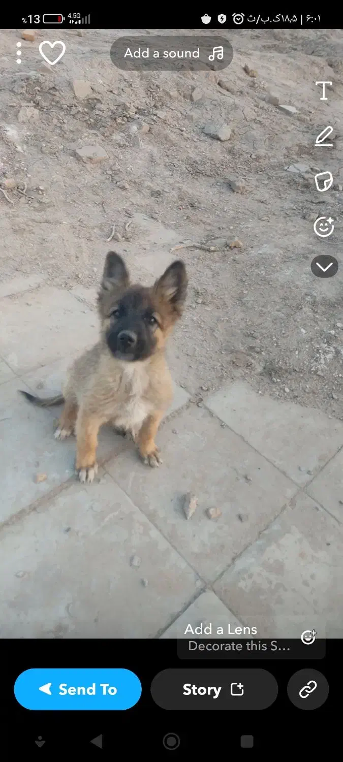 سگ ژرمن|سگ|زرند, |دیوار