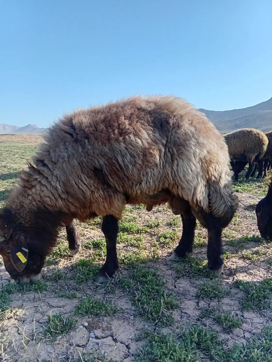 750|حیوانات مزرعه|اسفراین, |دیوار