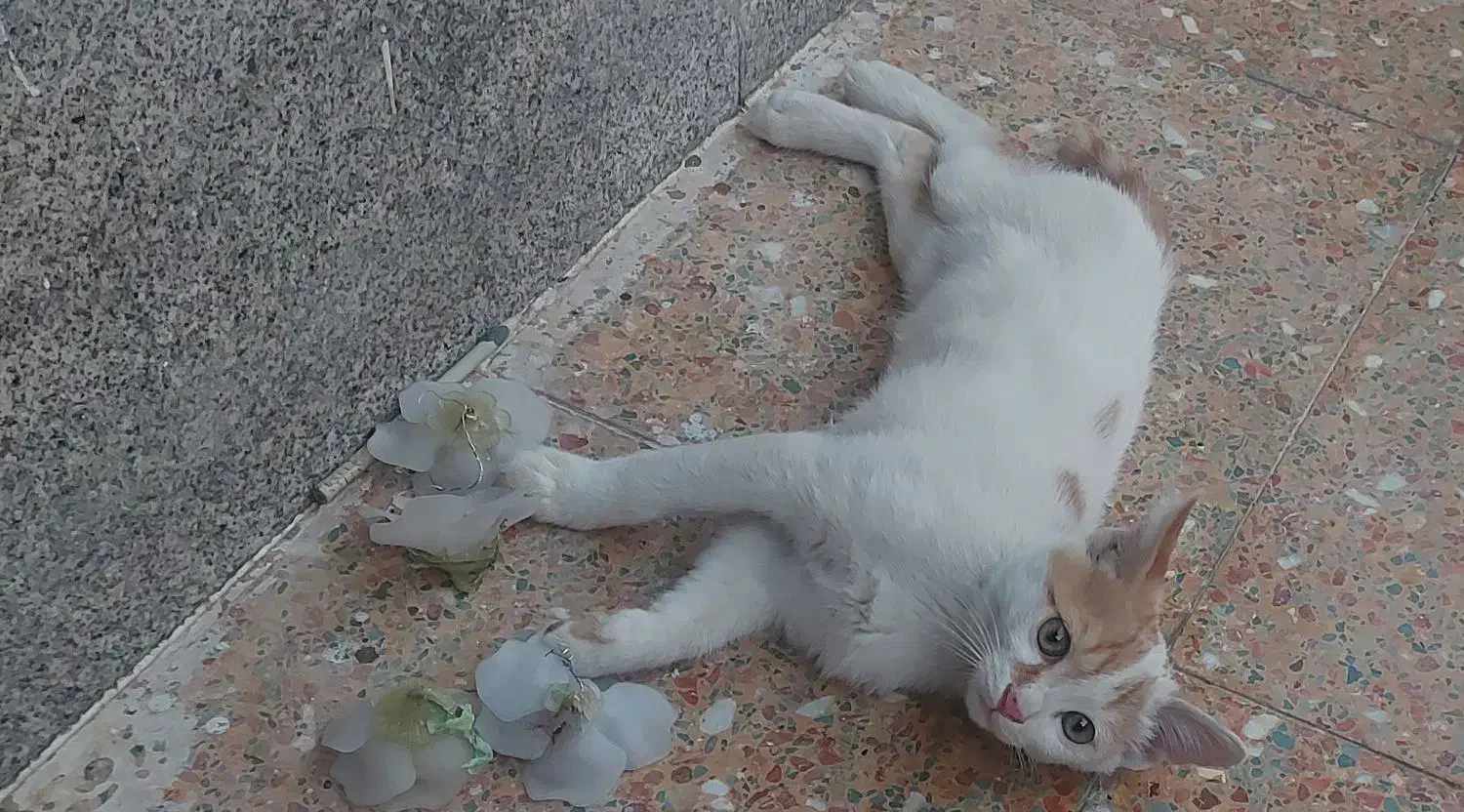 گمشده در پارک بعثت شیراز گربه دم کوتاه|حیوانات|شیراز, کوی زهرا|دیوار