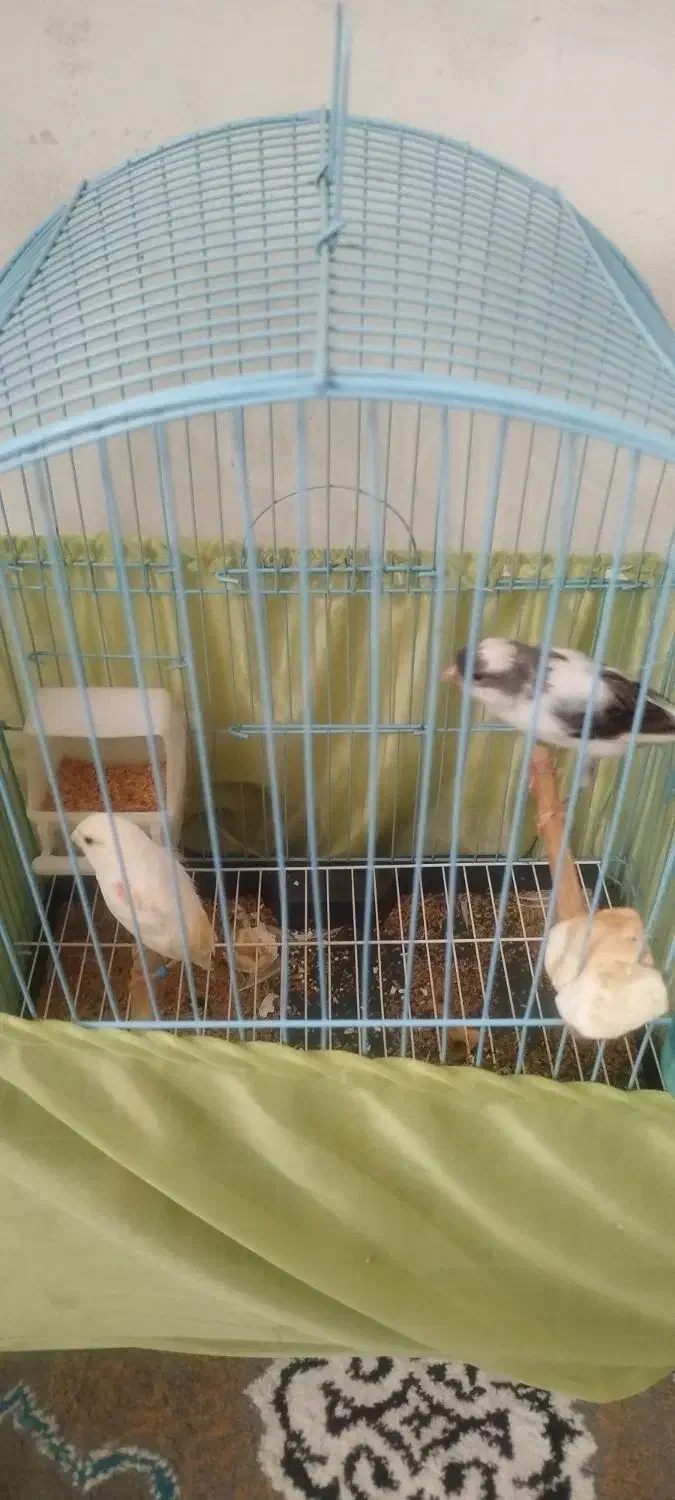 قناری مزایکی|پرنده|ری, شهادت|دیوار