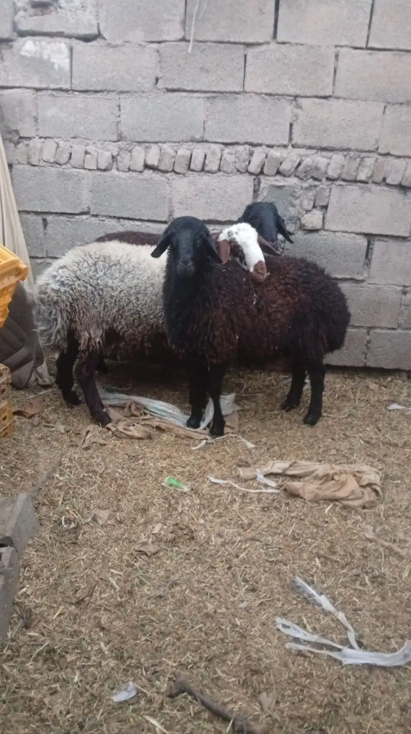 بره|حیوانات مزرعه|جوادآباد, |دیوار