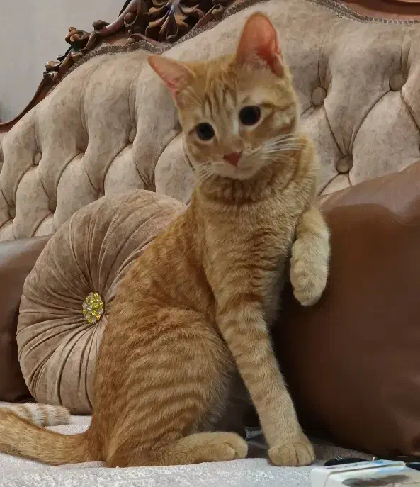 گربه گمشده|حیوانات|اسلام‌شهر, شهرک مصطفی خمینی|دیوار