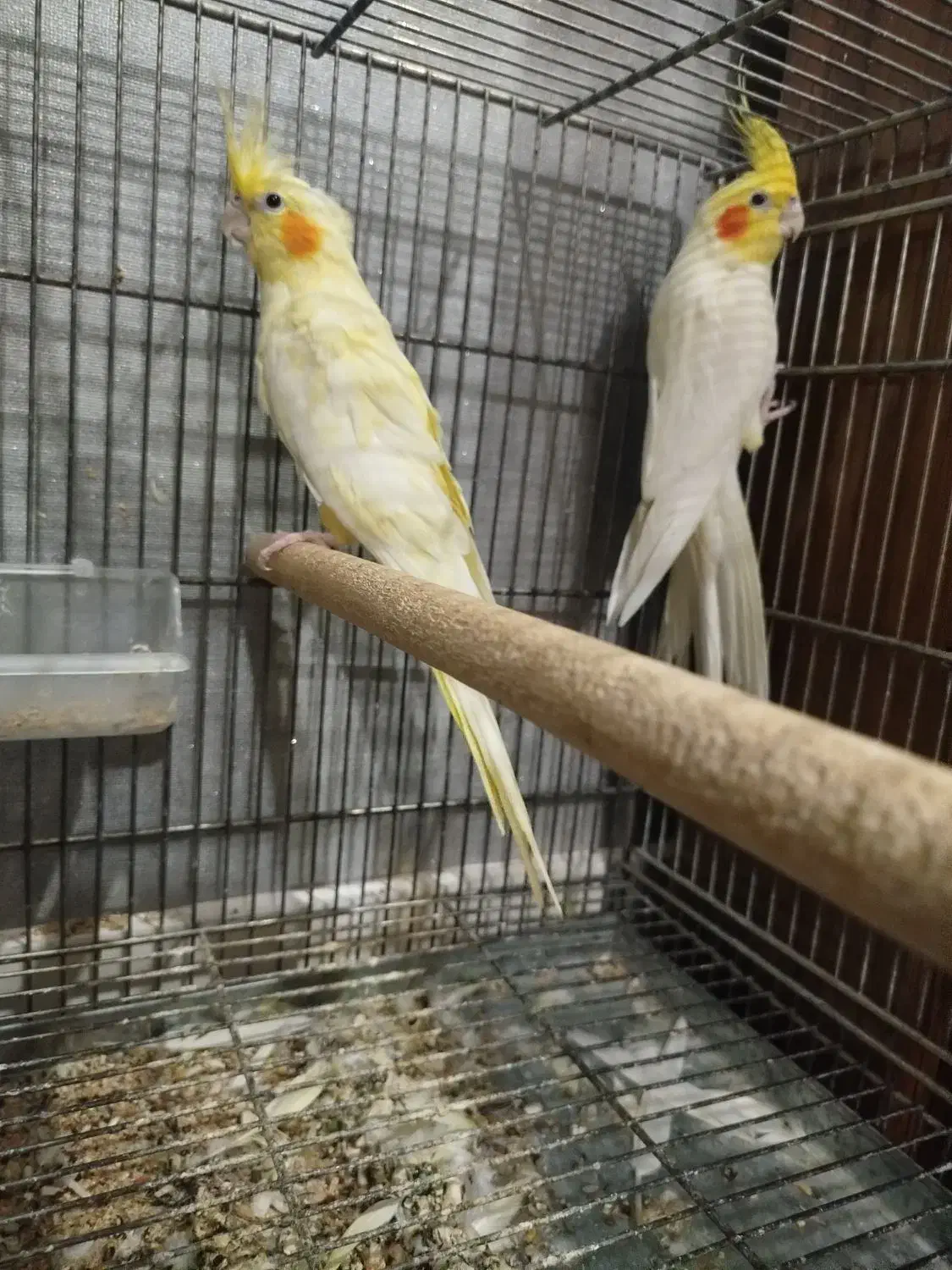 پرنده|پرنده|جم, |دیوار