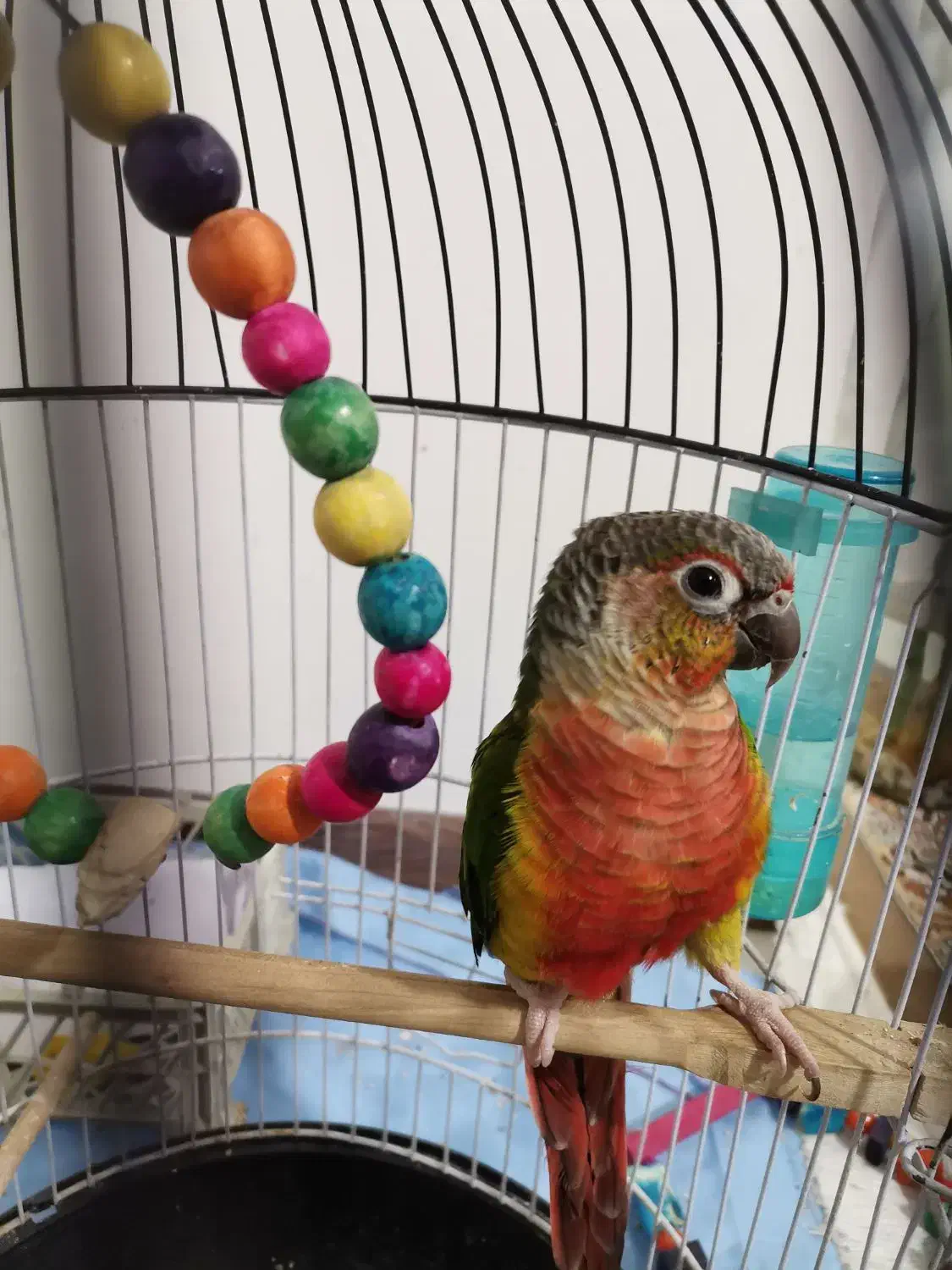 گرینچیک. طوطی برزیلی. عروس هلندی|پرنده|صفادشت, |دیوار