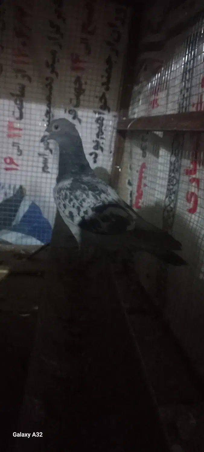 پلاکی جوجه ۲|پرنده|مسجد سلیمان, |دیوار