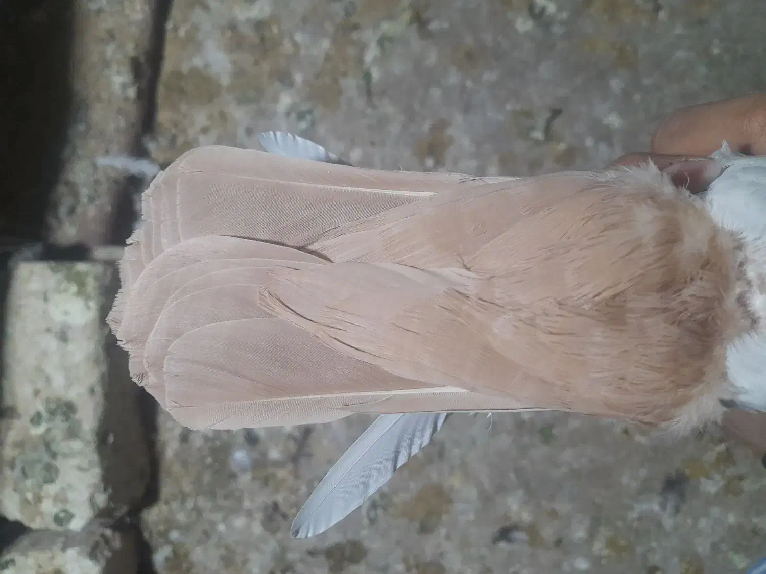 دمزرد|پرنده|رفسنجان, |دیوار