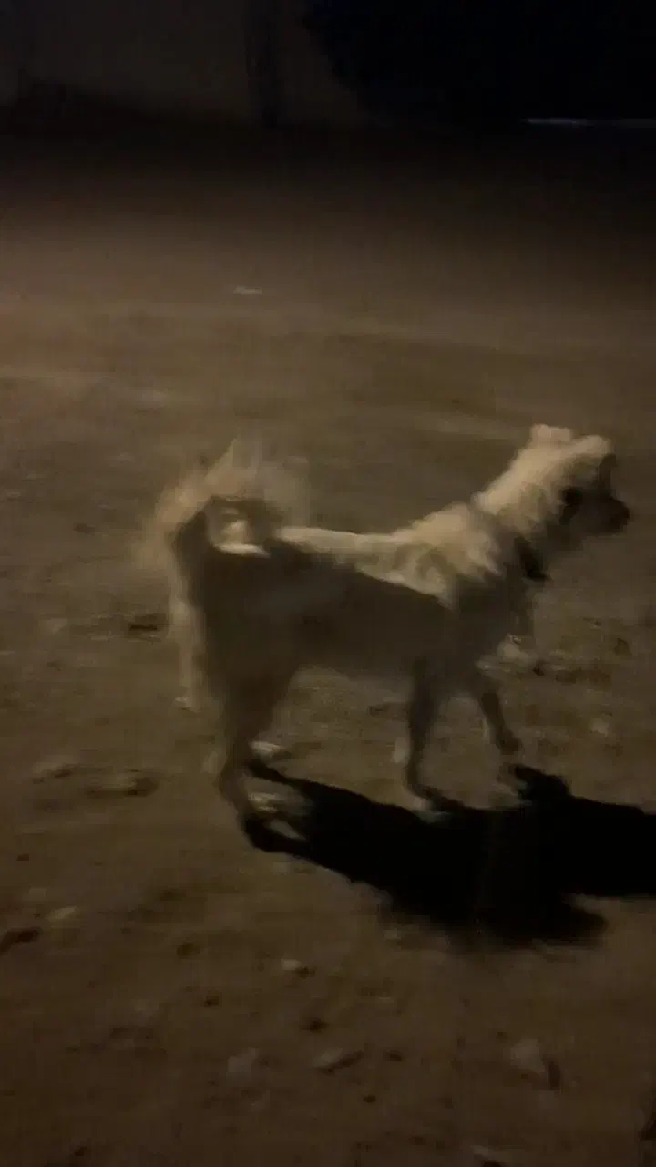 سگ اشپیتز تریر|سگ|بم, |دیوار