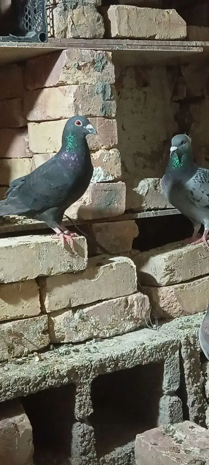 کبوتر فروشی|پرنده|سراوان, |دیوار