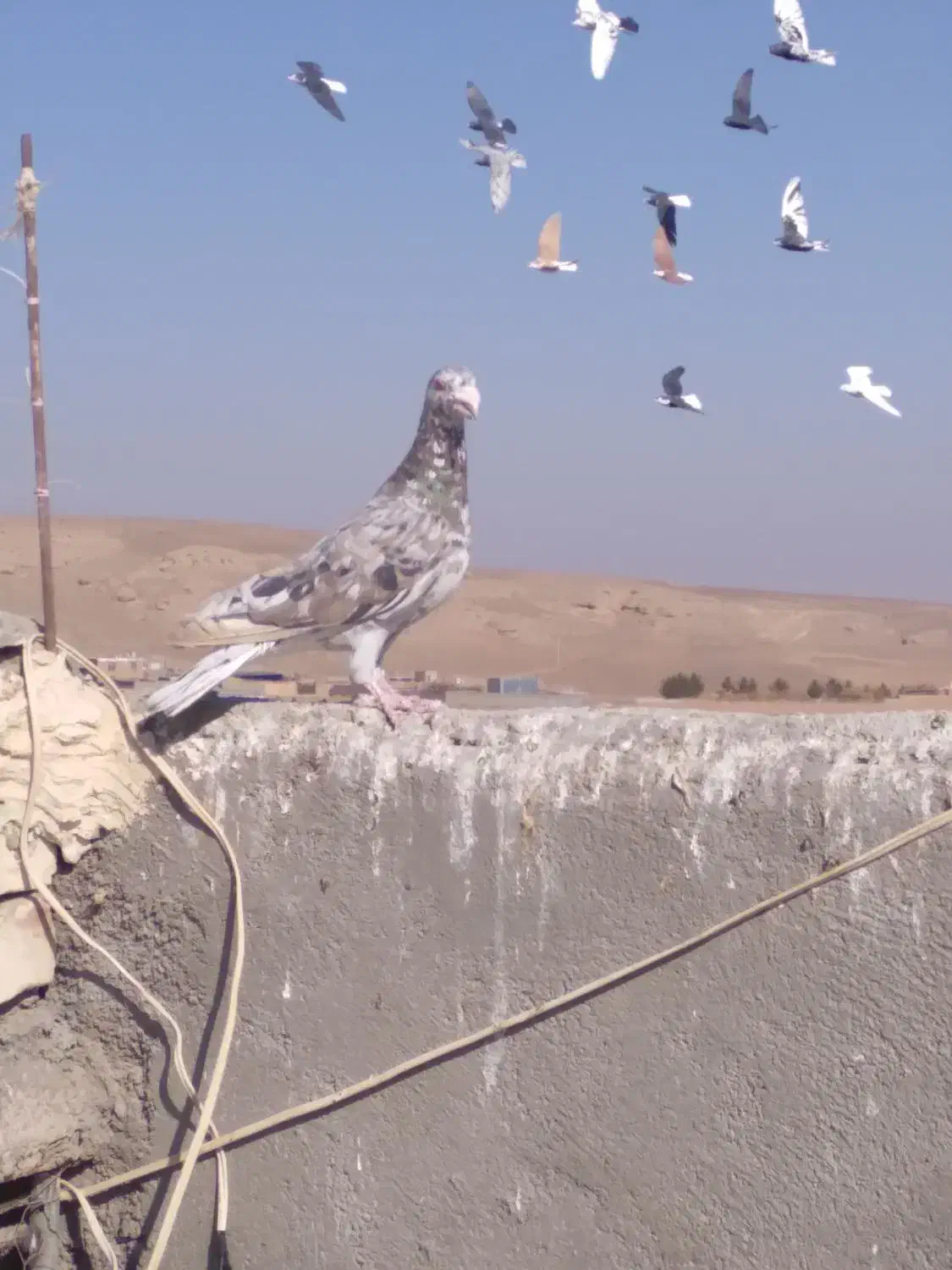 سرورشکلاتی|پرنده|تربت جام, میان جام|دیوار