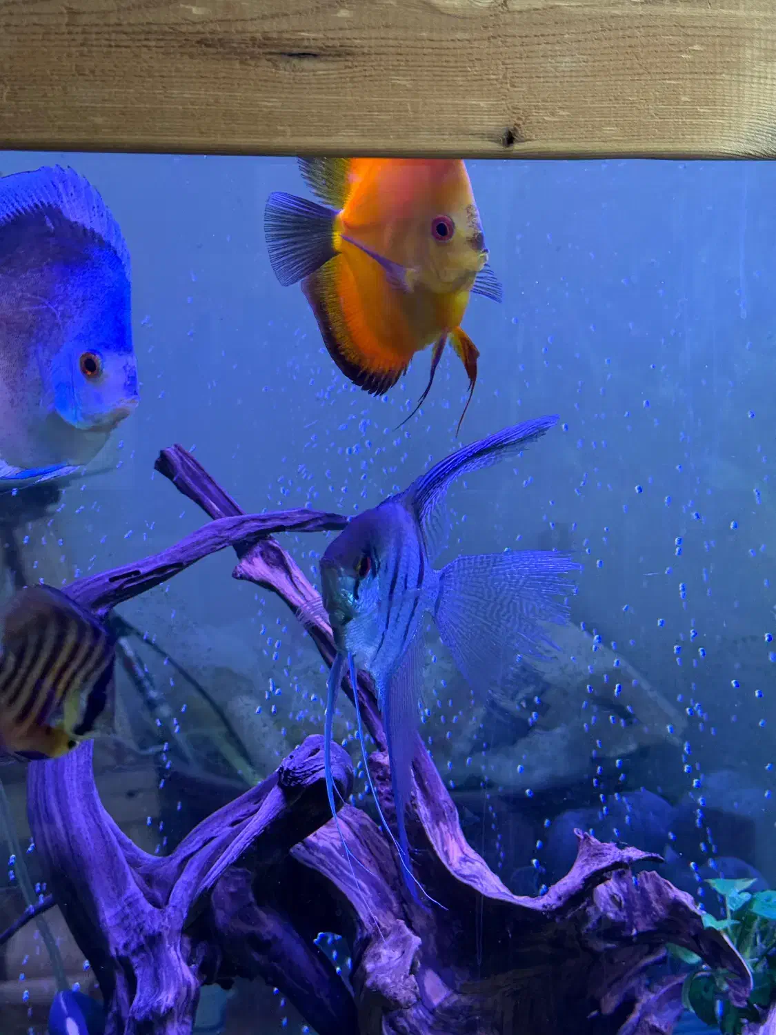 دیسکس|ماهی|کرمان, |دیوار