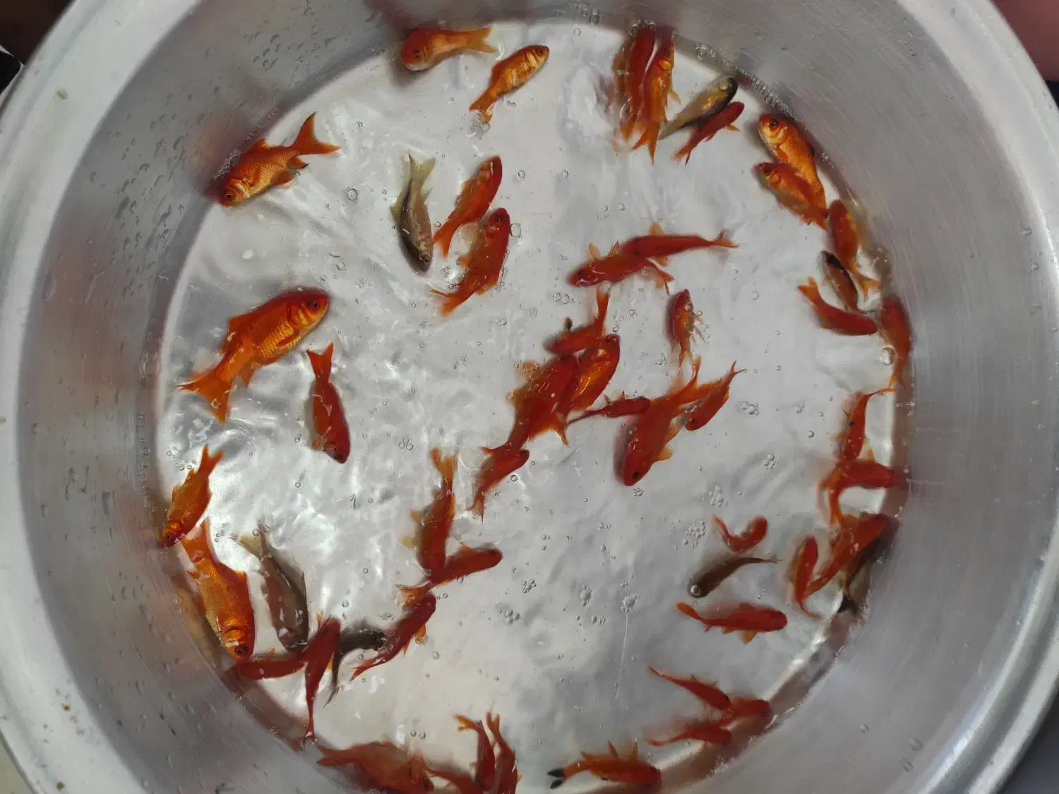 ماهی قرمز|ماهی|اردبیل, |دیوار