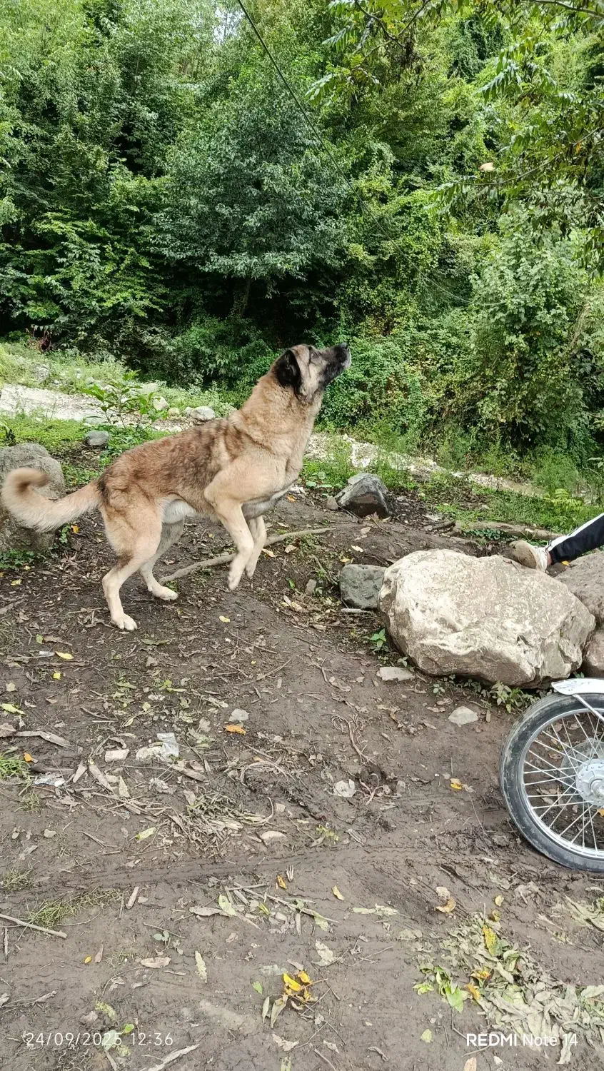 سگ سراب زات قدیم|سگ|تالش, جوکندان|دیوار