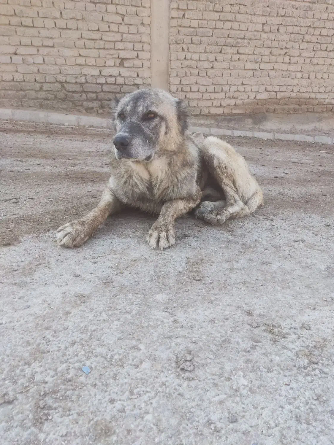 سگ گله|سگ|بجنورد, |دیوار