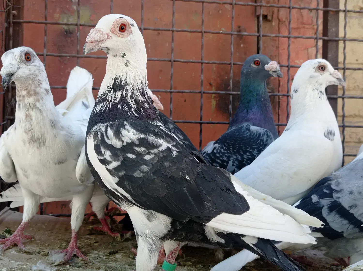 پلاکی گوره طااوسی رمادی|پرنده|اهواز, نیوساید|دیوار