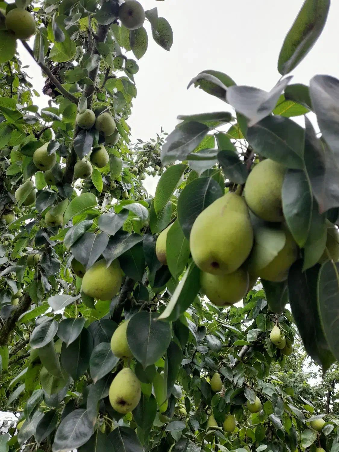 رسیدگی تخصصی به درختان میوه و باردهی|خدمات باغبانی و درختکاری|سنگر, |دیوار