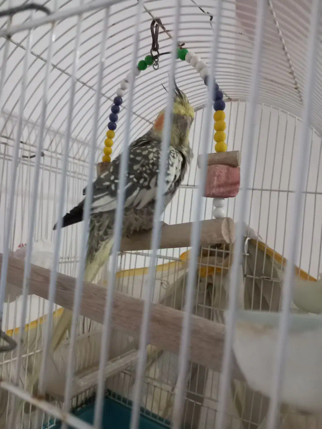 عروس هلندی|پرنده|گلپایگان, |دیوار