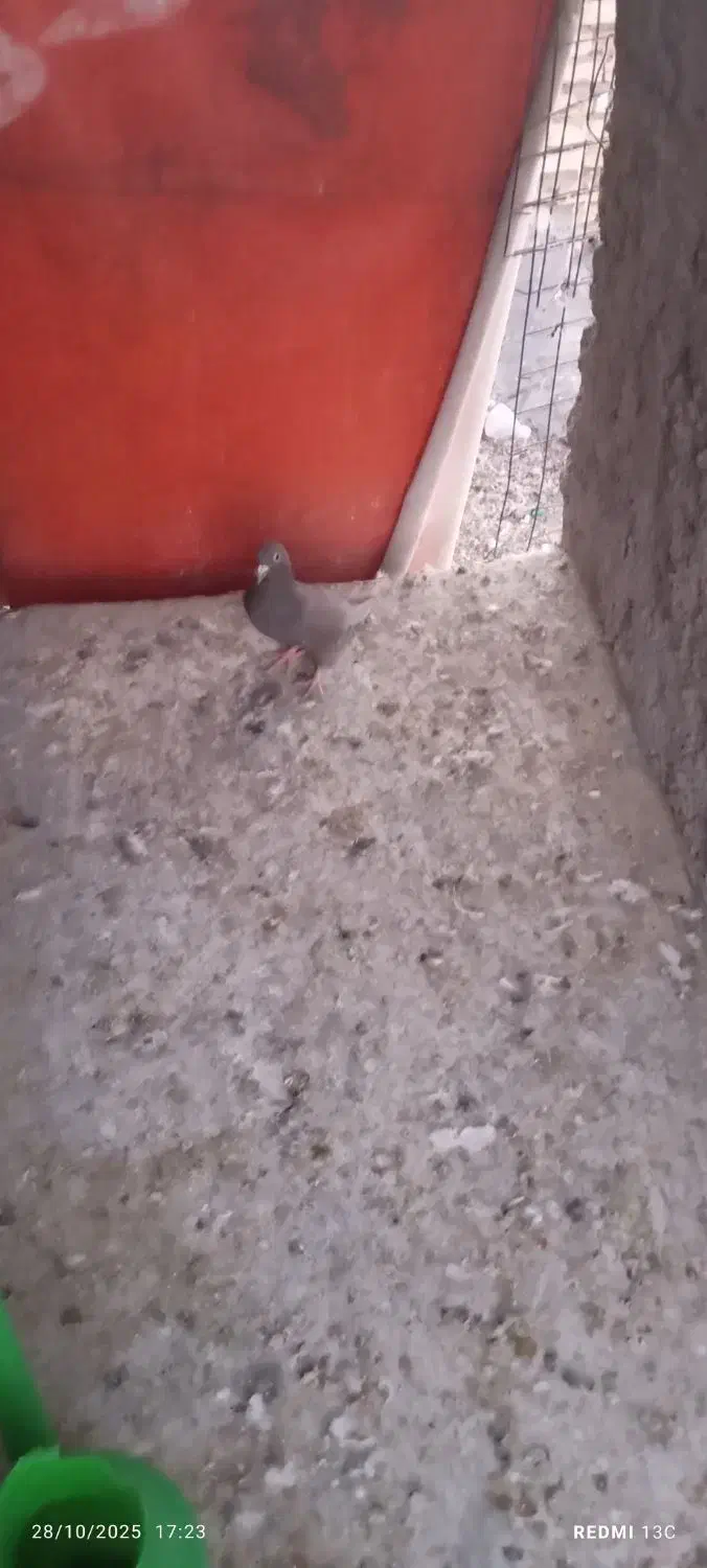 فروش ۲عددسینه ماده ۱عددقهوه ای دورگ ماده با۲تاکوهک|پرنده|فسا, |دیوار