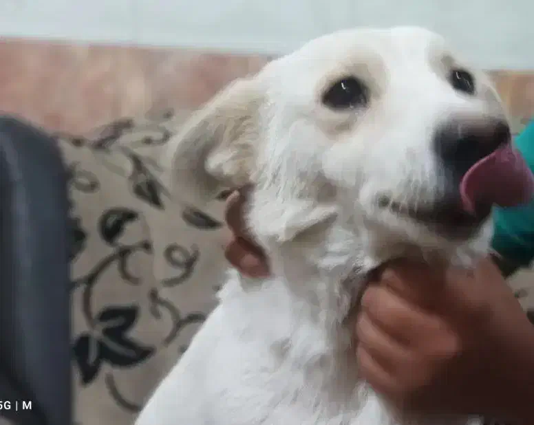 واگذاری پاکوتاه نگهبان کیفیت عالی قیمت پنج تومن|سگ|زاهدان, |دیوار